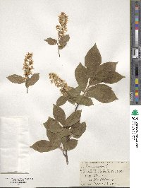 Prunus padus image