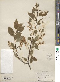 Prunus padus image