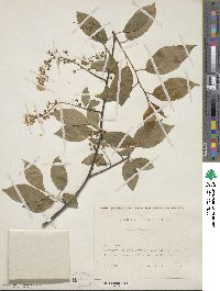 Prunus padus image