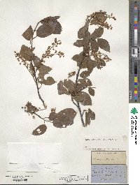 Prunus padus image