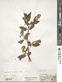 Prunus padus image