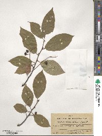 Prunus padus image