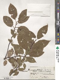 Prunus padus image