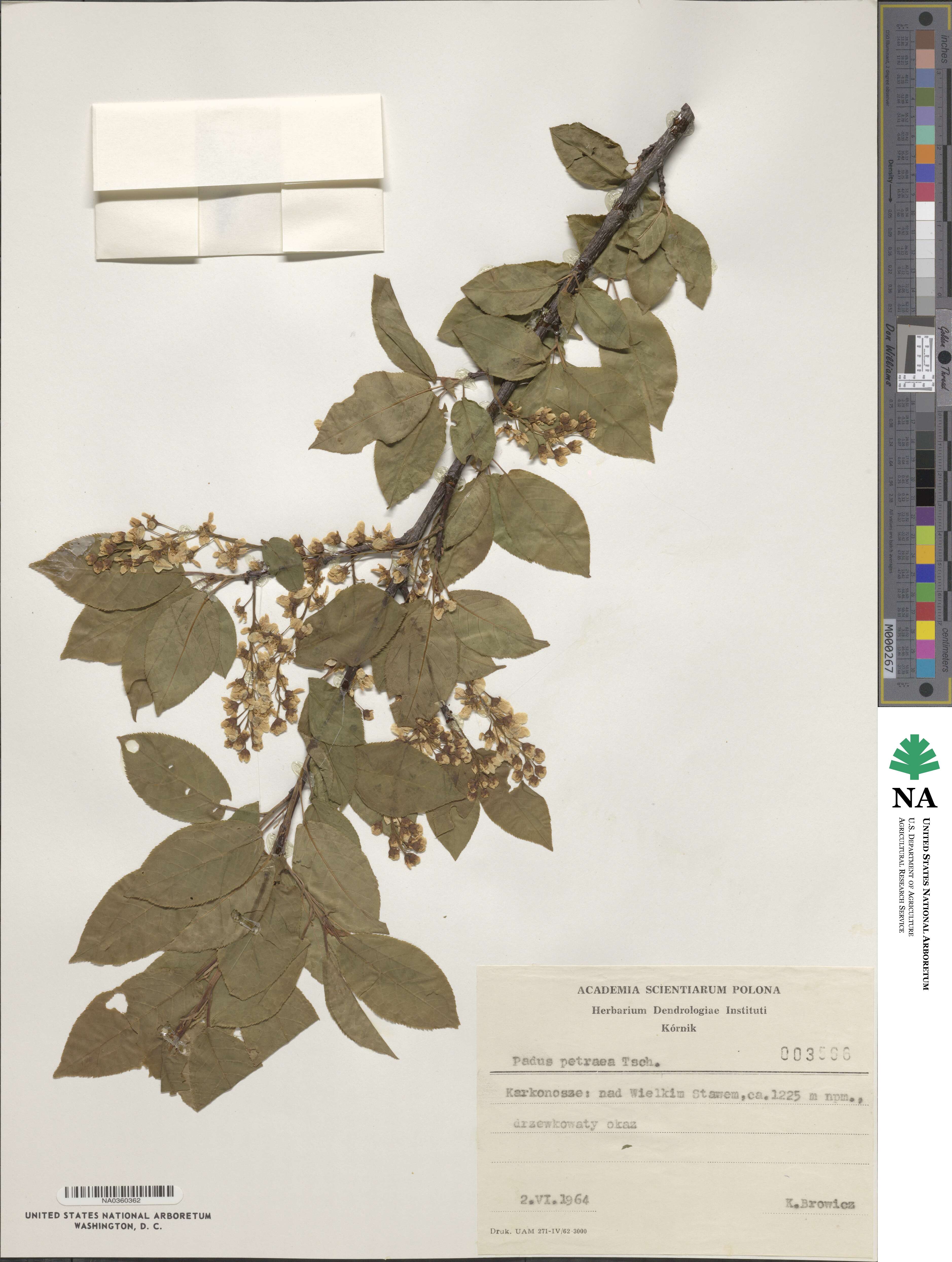 Prunus padus subsp. petraea image