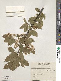 Prunus padus image