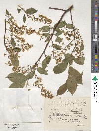 Prunus racemosa image