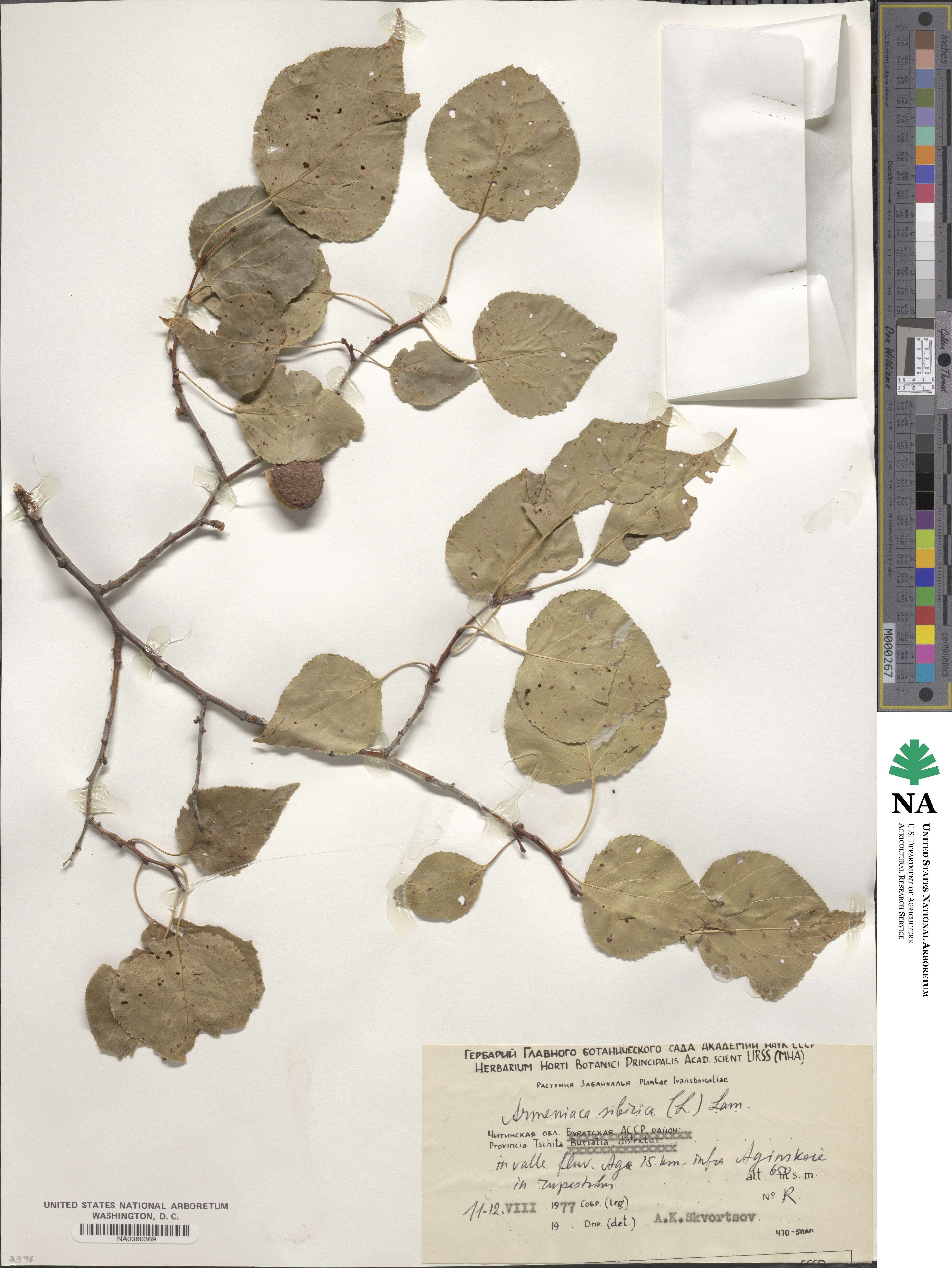 Prunus sibirica image