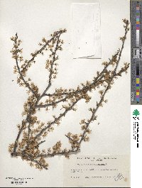 Prunus spinosa image