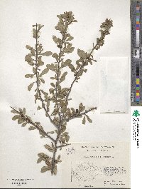 Prunus spinosa image