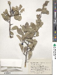 Prunus spinosa image