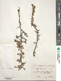 Prunus spinosa image