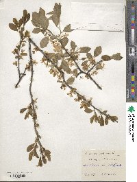 Prunus spinosa image