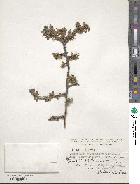 Prunus spinosa image