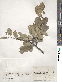 Prunus spinosa image