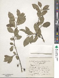 Prunus spinosa image