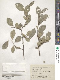 Prunus spinosa image