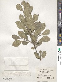 Prunus spinosa image