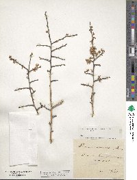 Prunus spinosa image