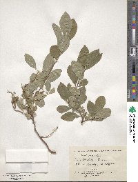 Prunus spinosa image