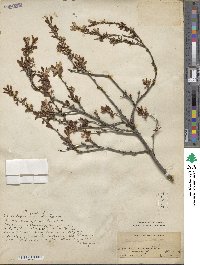 Prunus spinosa image