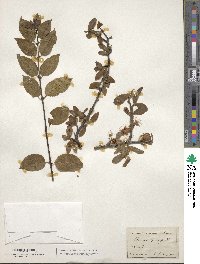 Prunus spinosa image