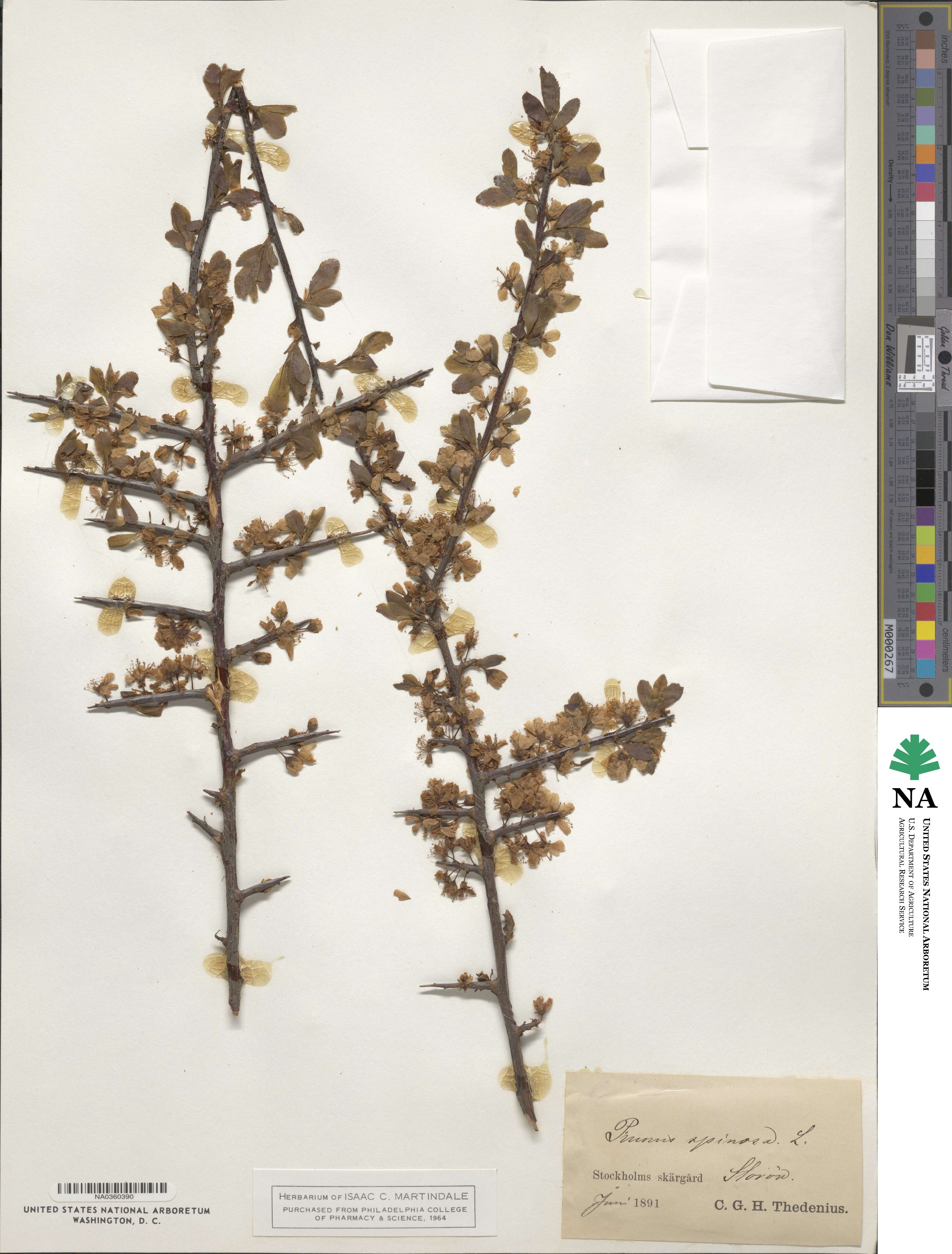 Prunus spinosa image