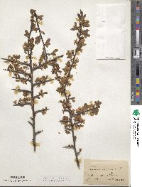 Prunus spinosa image