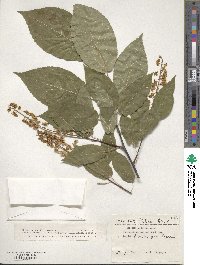 Prunus ssiori image