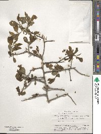 Prunus spinosa image