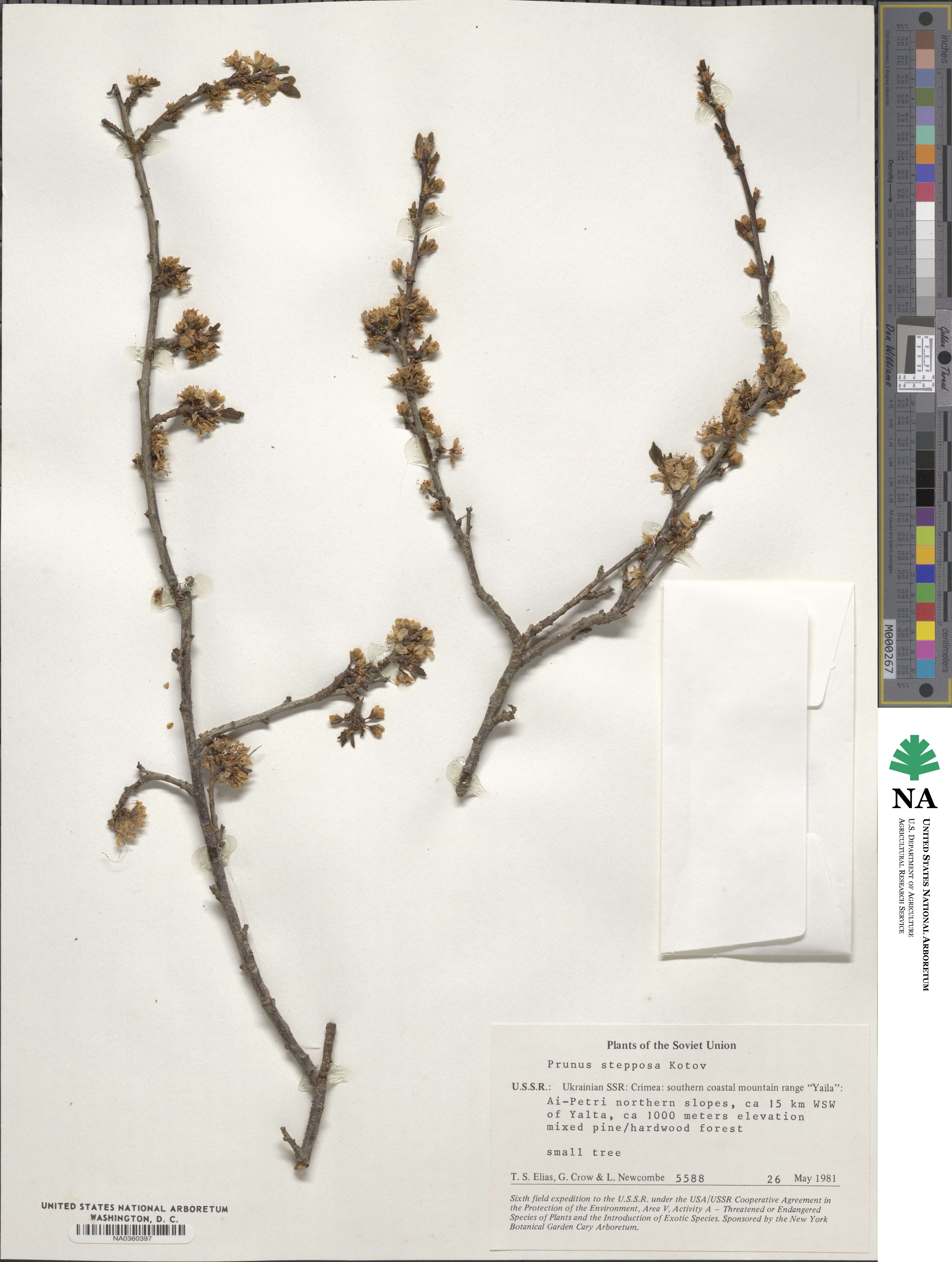 Prunus spinosa subsp. dasyphylla image