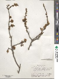 Prunus spinosa subsp. dasyphylla image