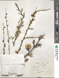 Prunus webbii image