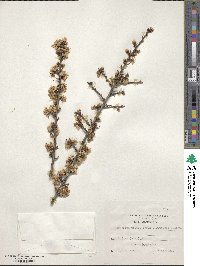 Prunus webbii image