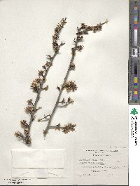 Prunus webbii image