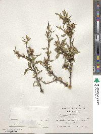 Prunus webbii image