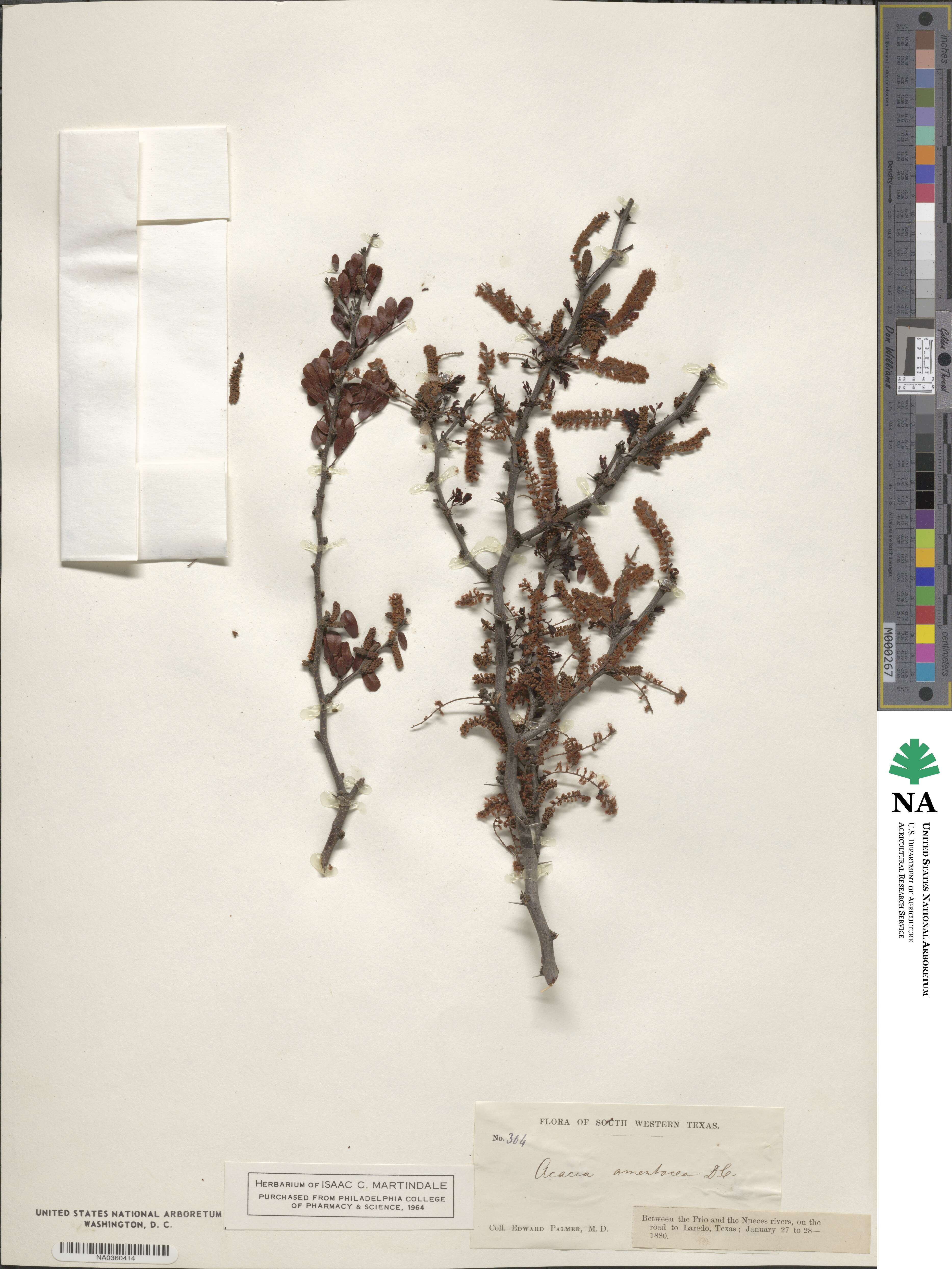 Vachellia rigidula image