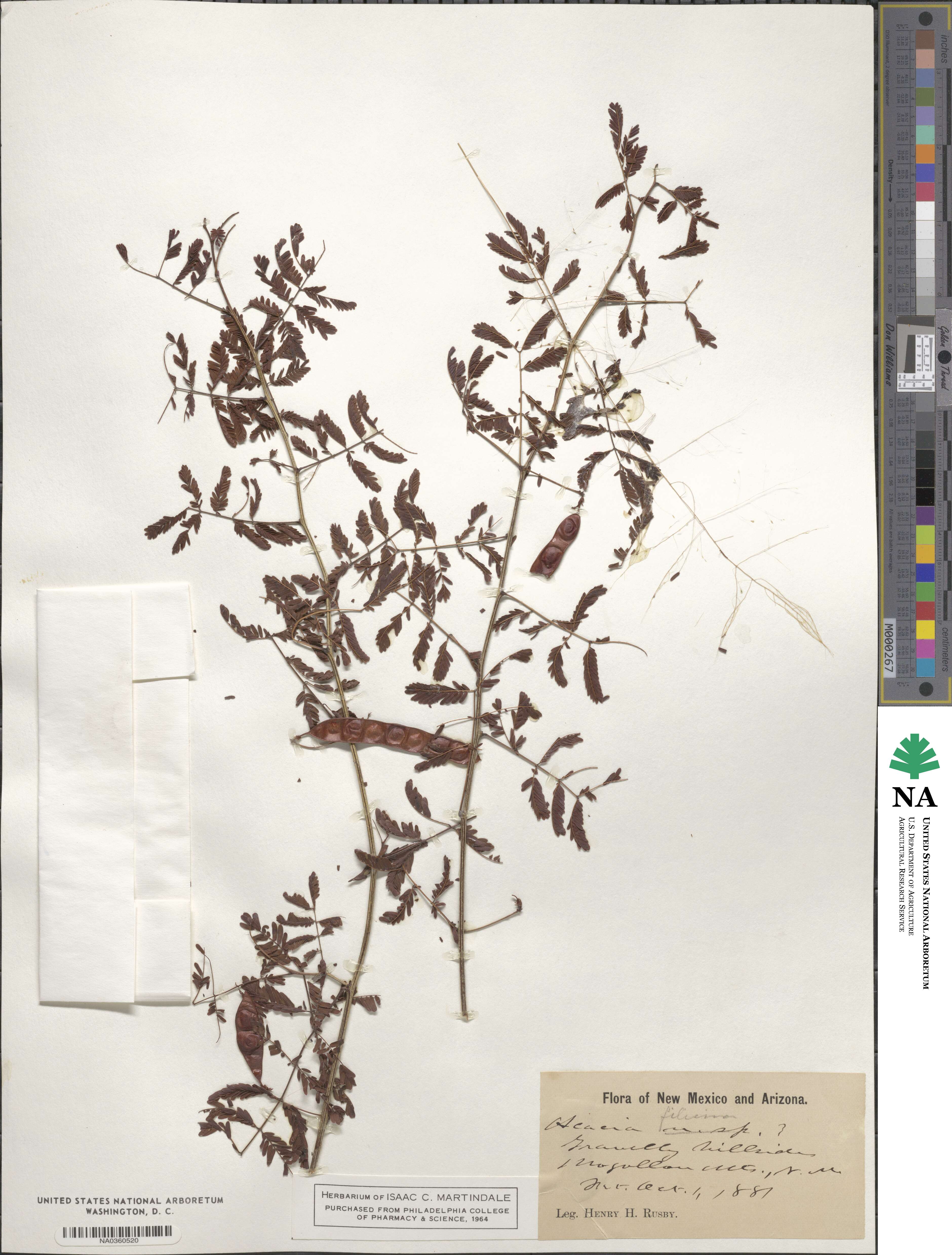 Acaciella angustissima image