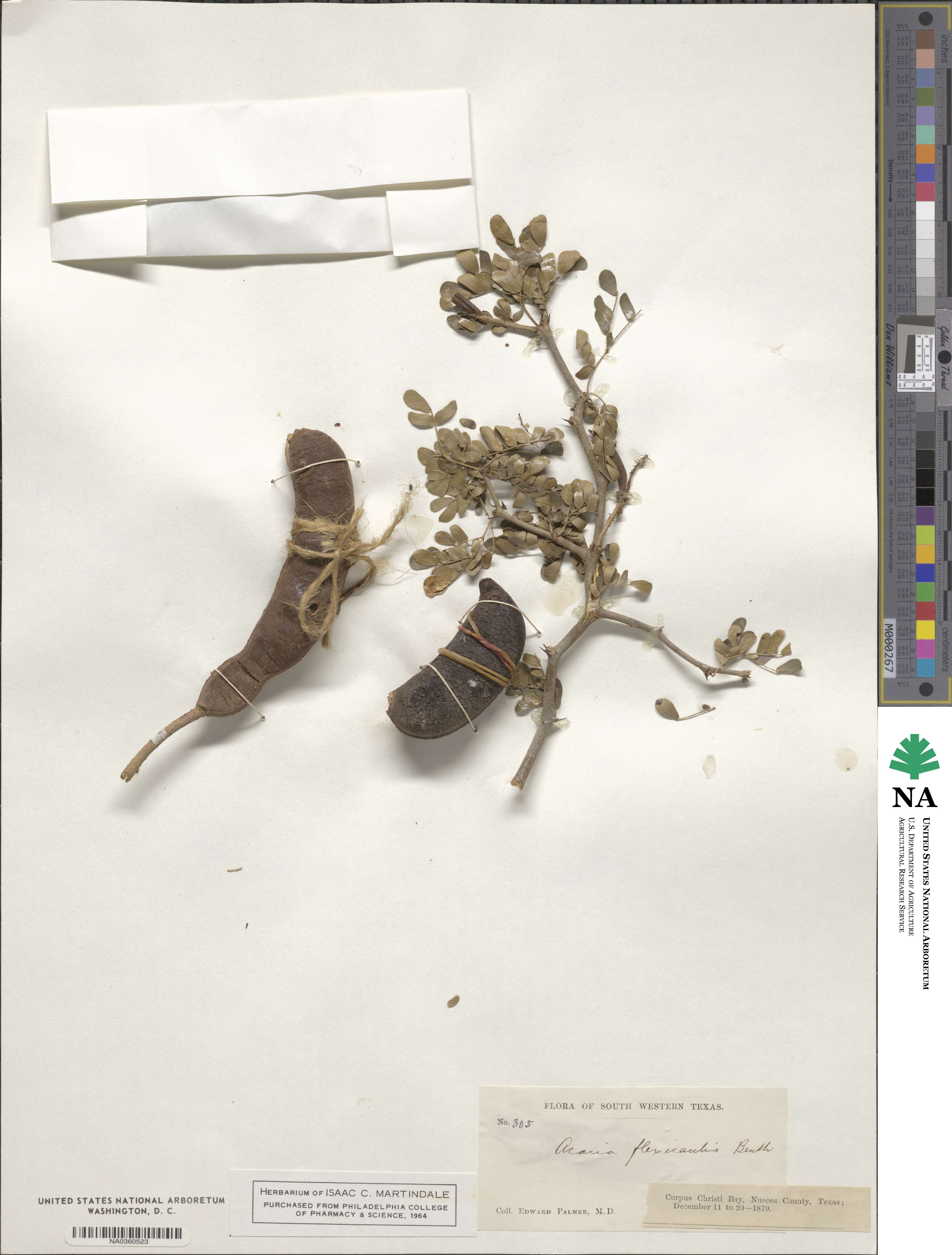 Ebenopsis ebano image