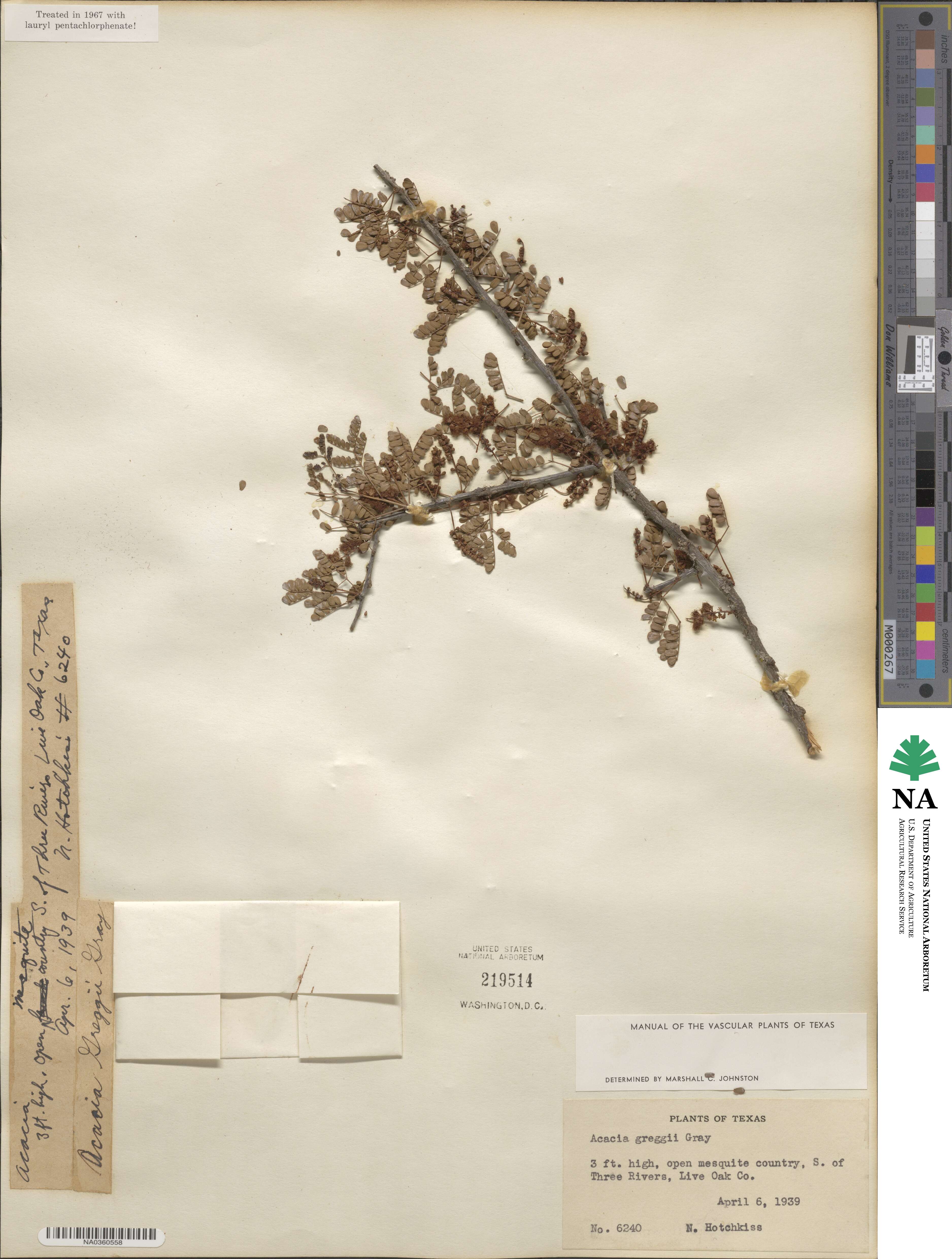 Senegalia greggii image