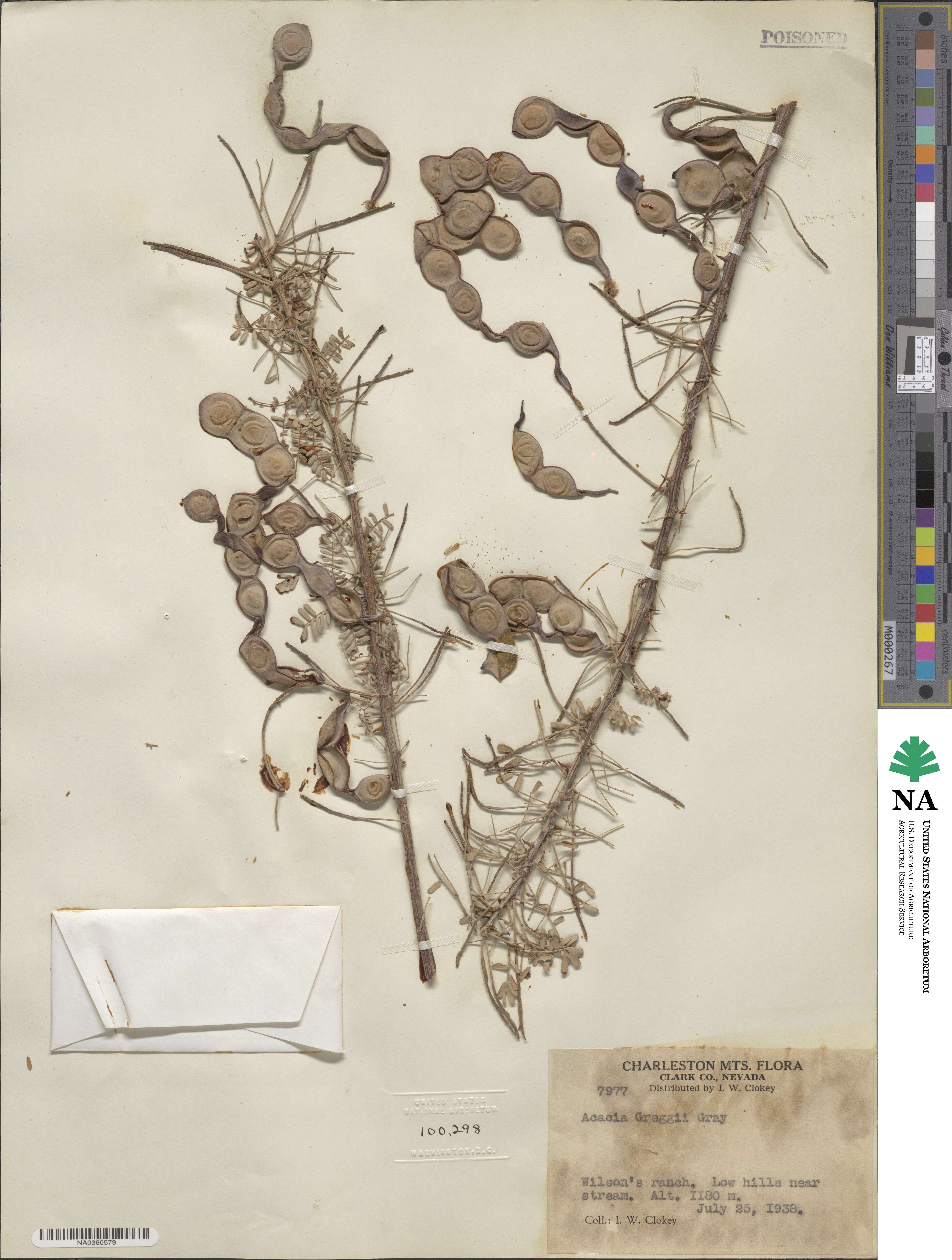 Senegalia greggii image