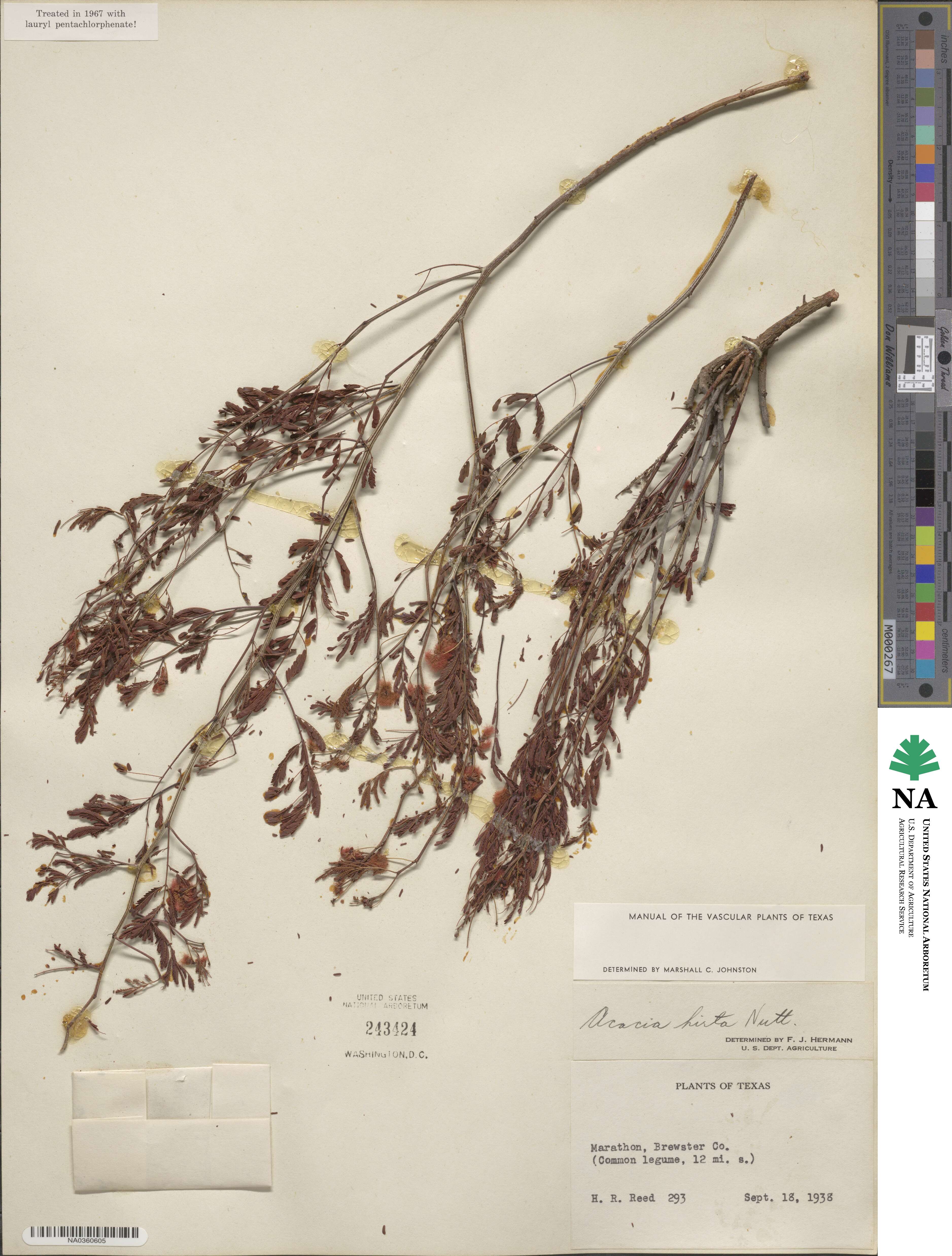 Acacia hirta image