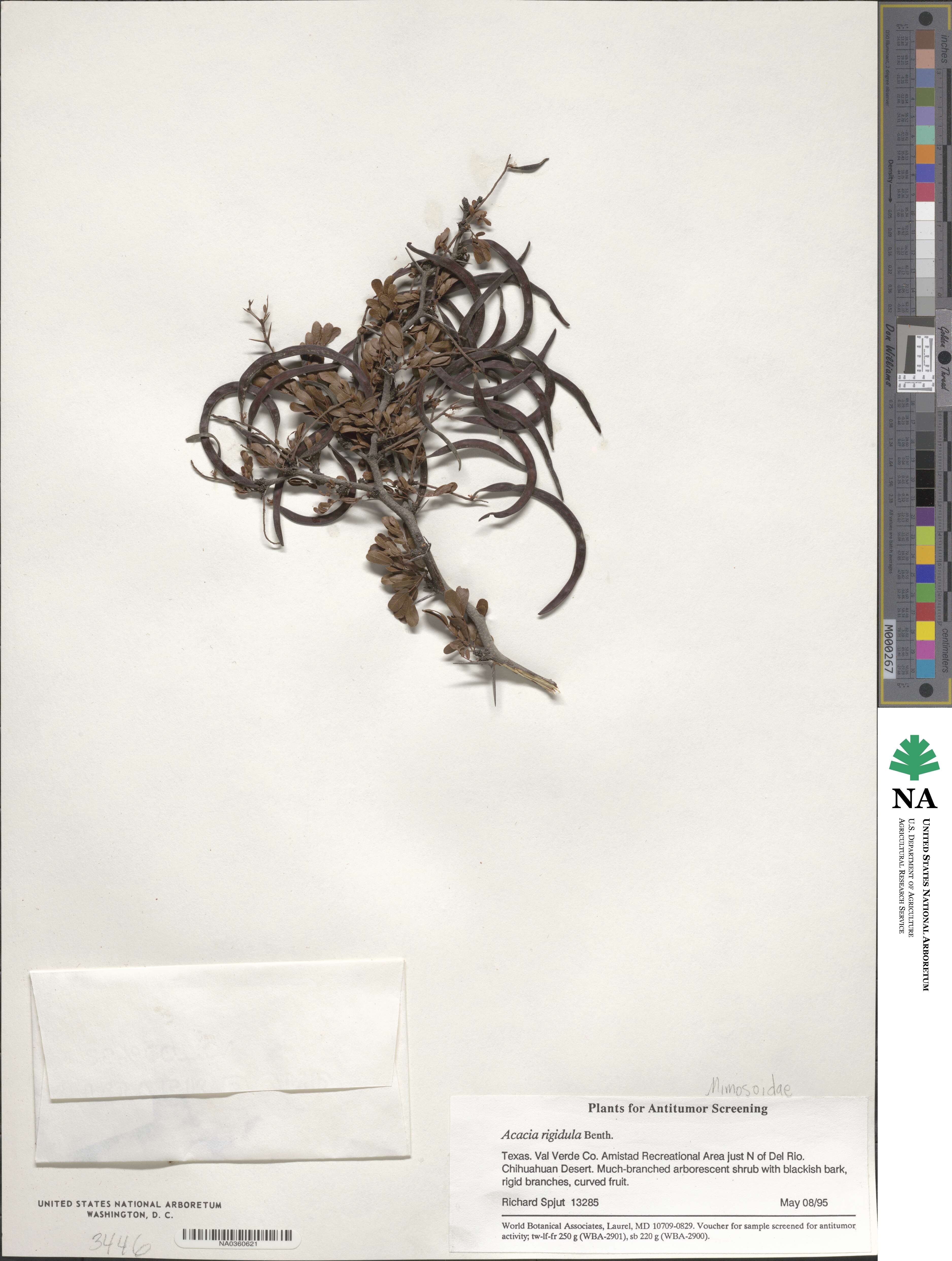 Vachellia rigidula image
