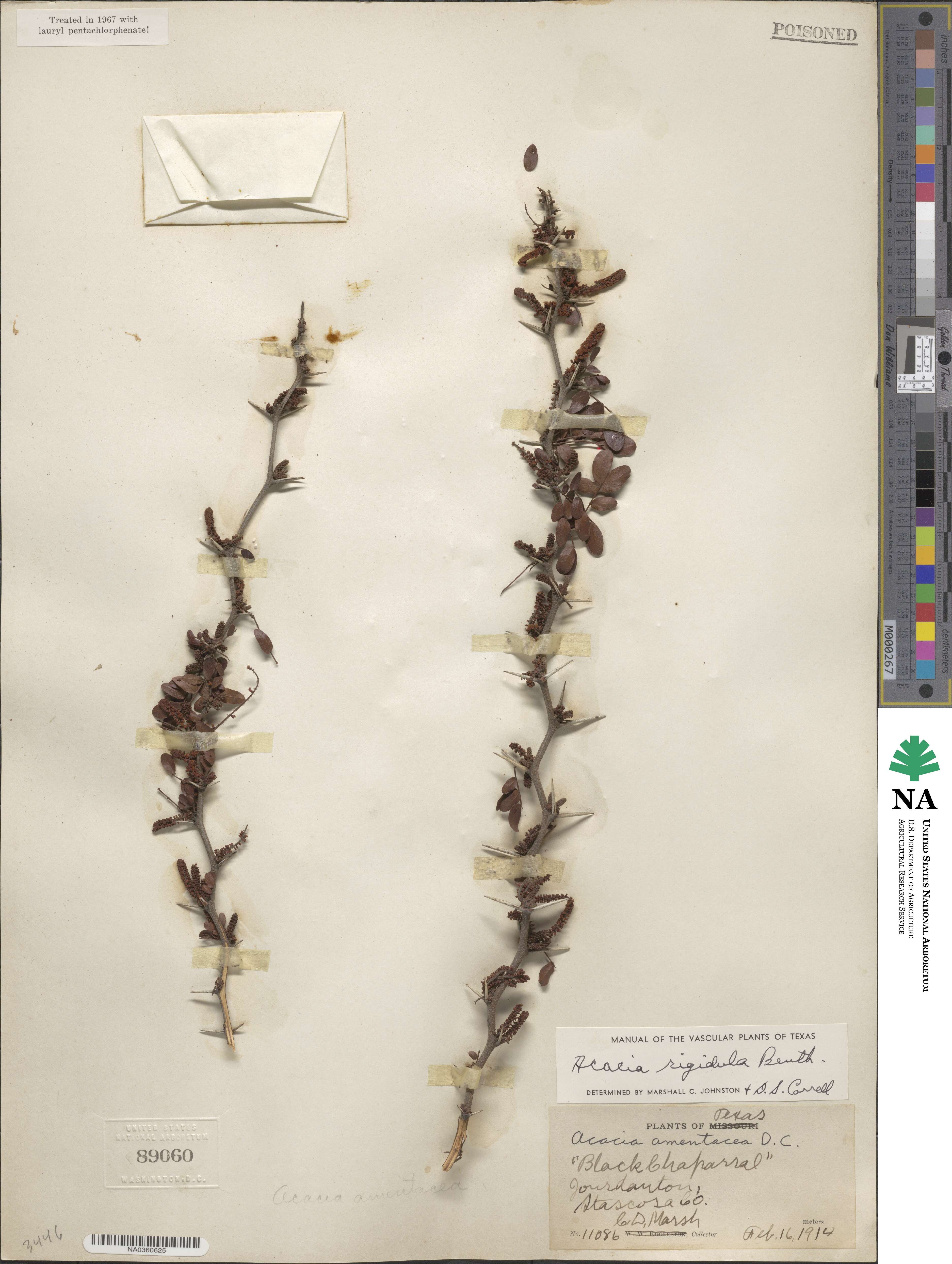 Vachellia rigidula image