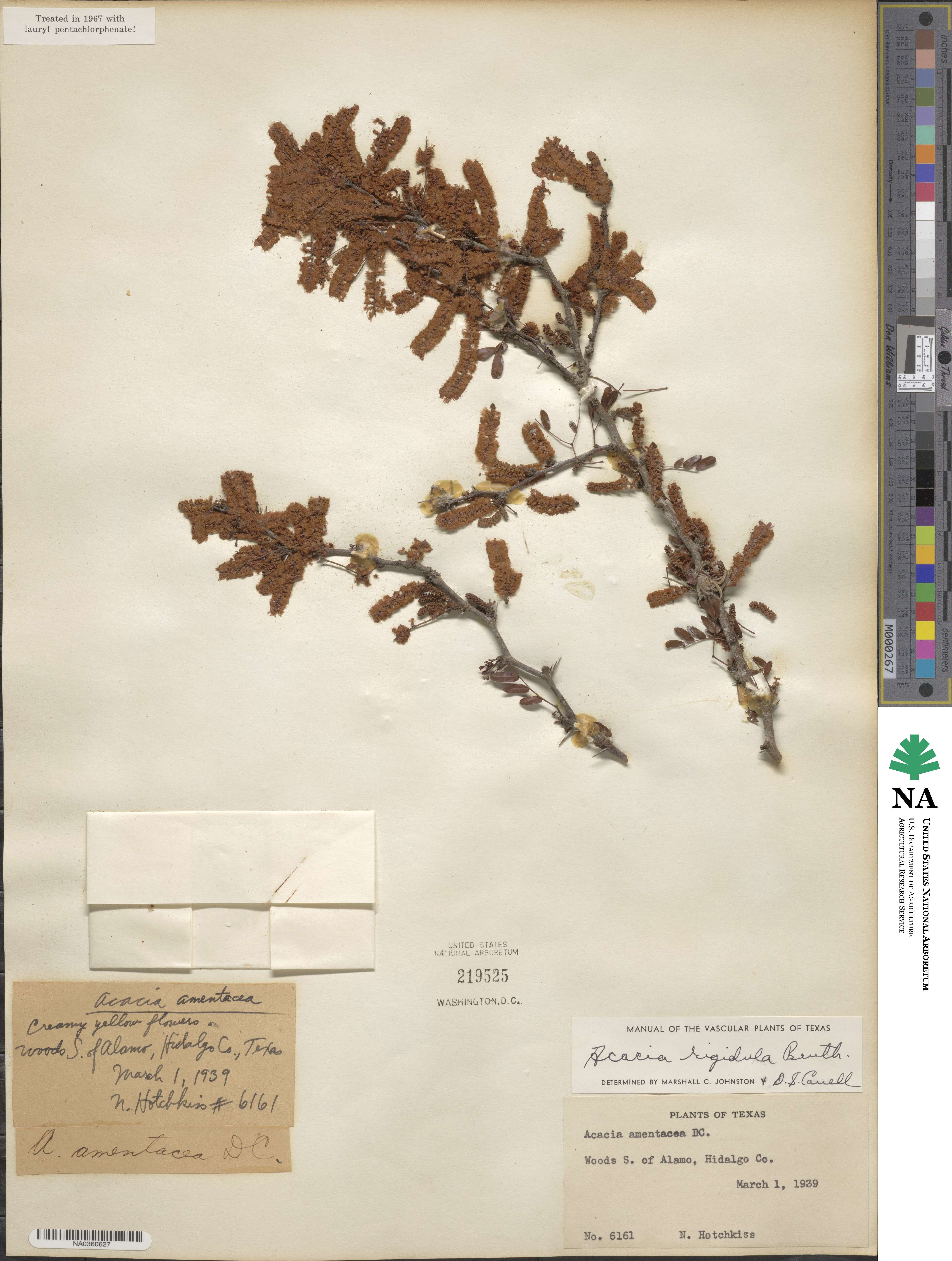 Vachellia rigidula image