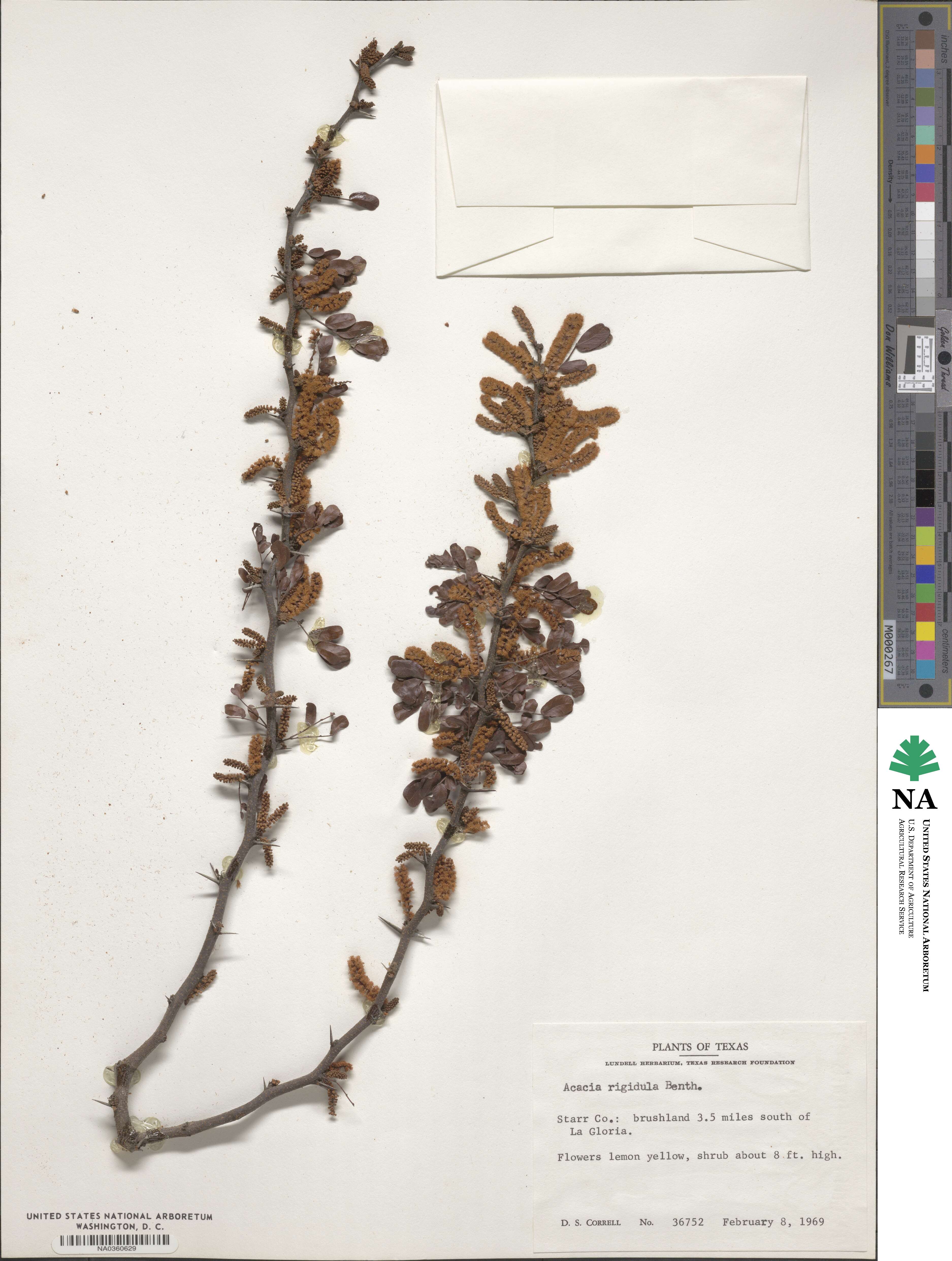 Vachellia rigidula image