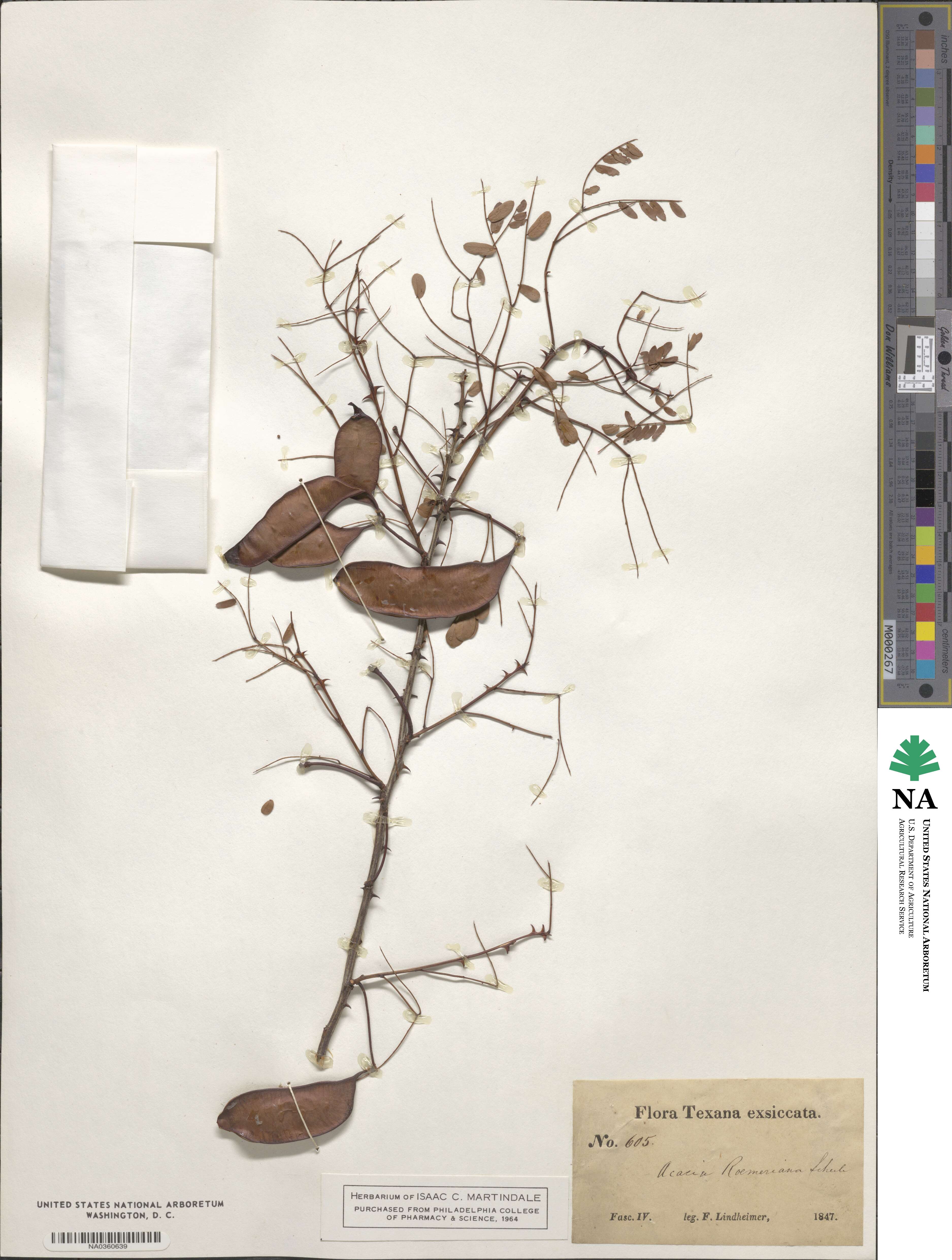 Senegalia roemeriana image