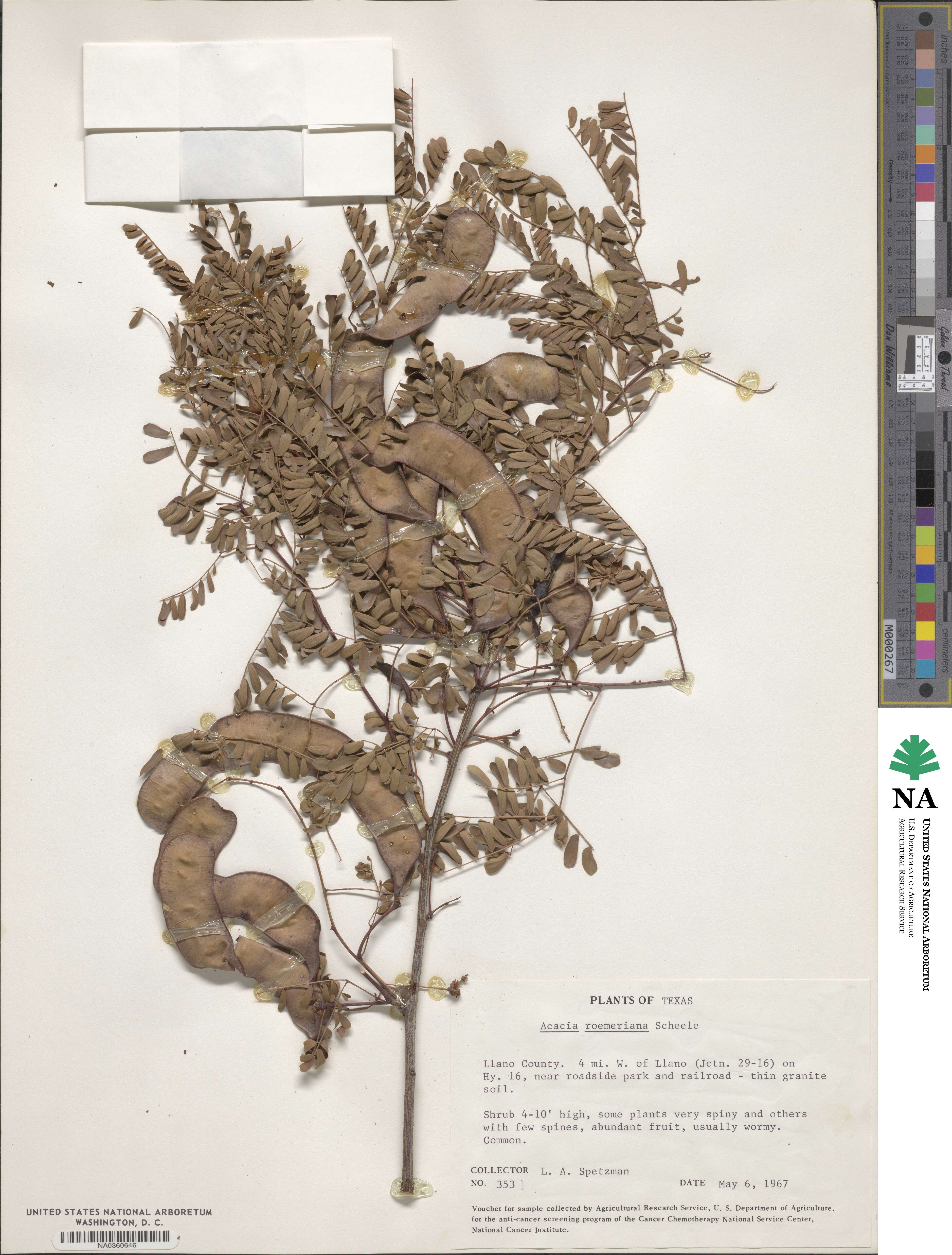 Senegalia roemeriana image