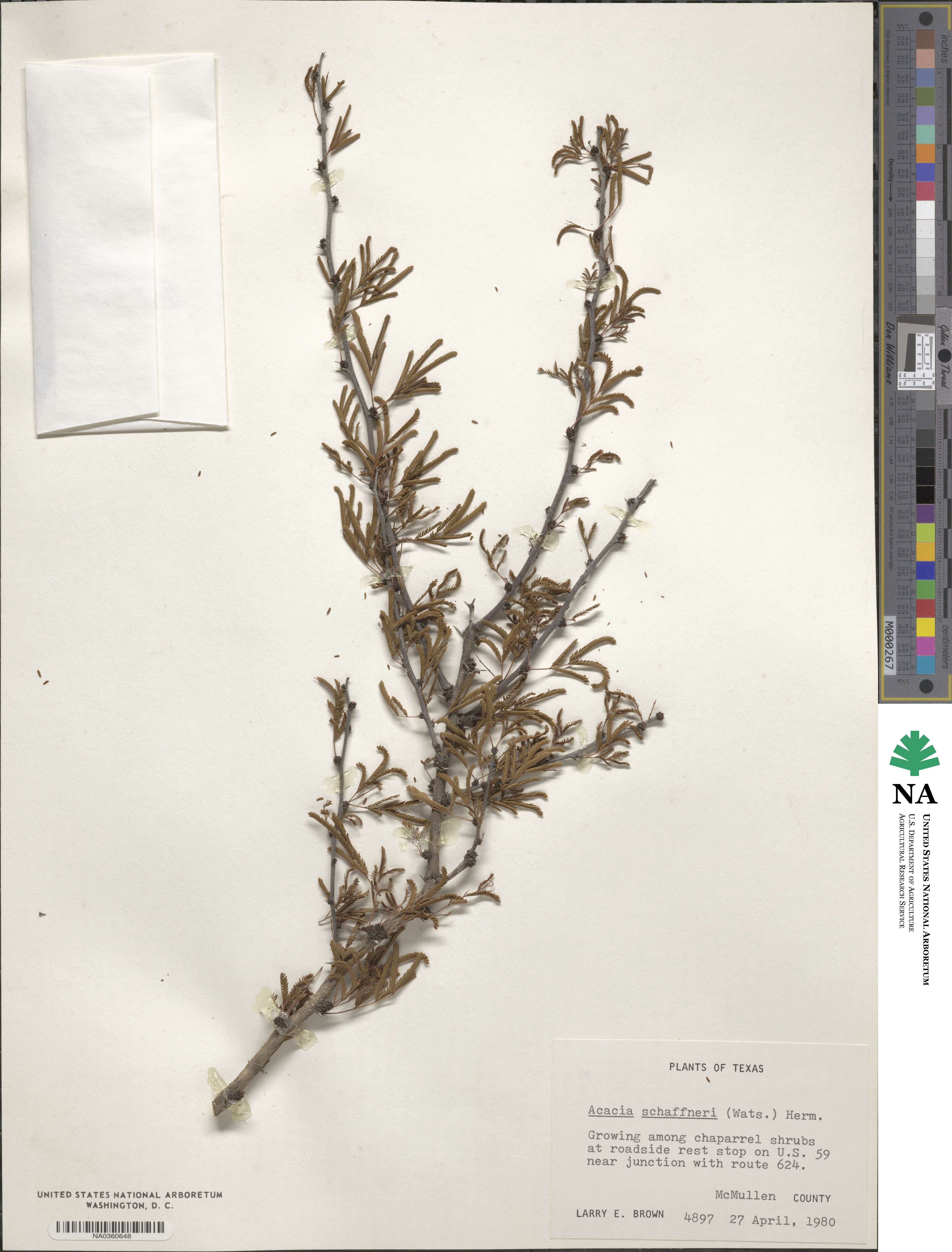 Vachellia schaffneri image