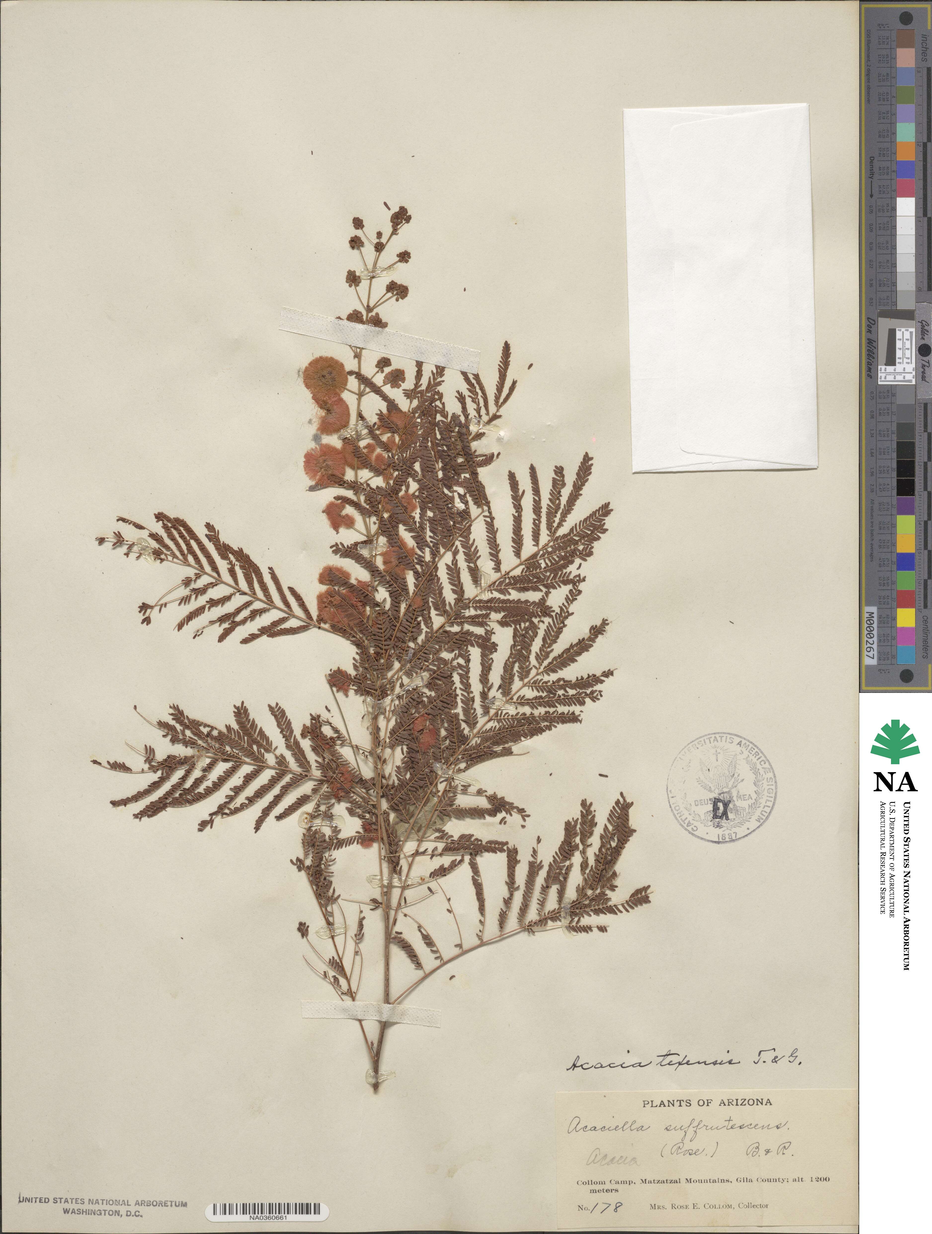 Acaciella angustissima var. texensis image