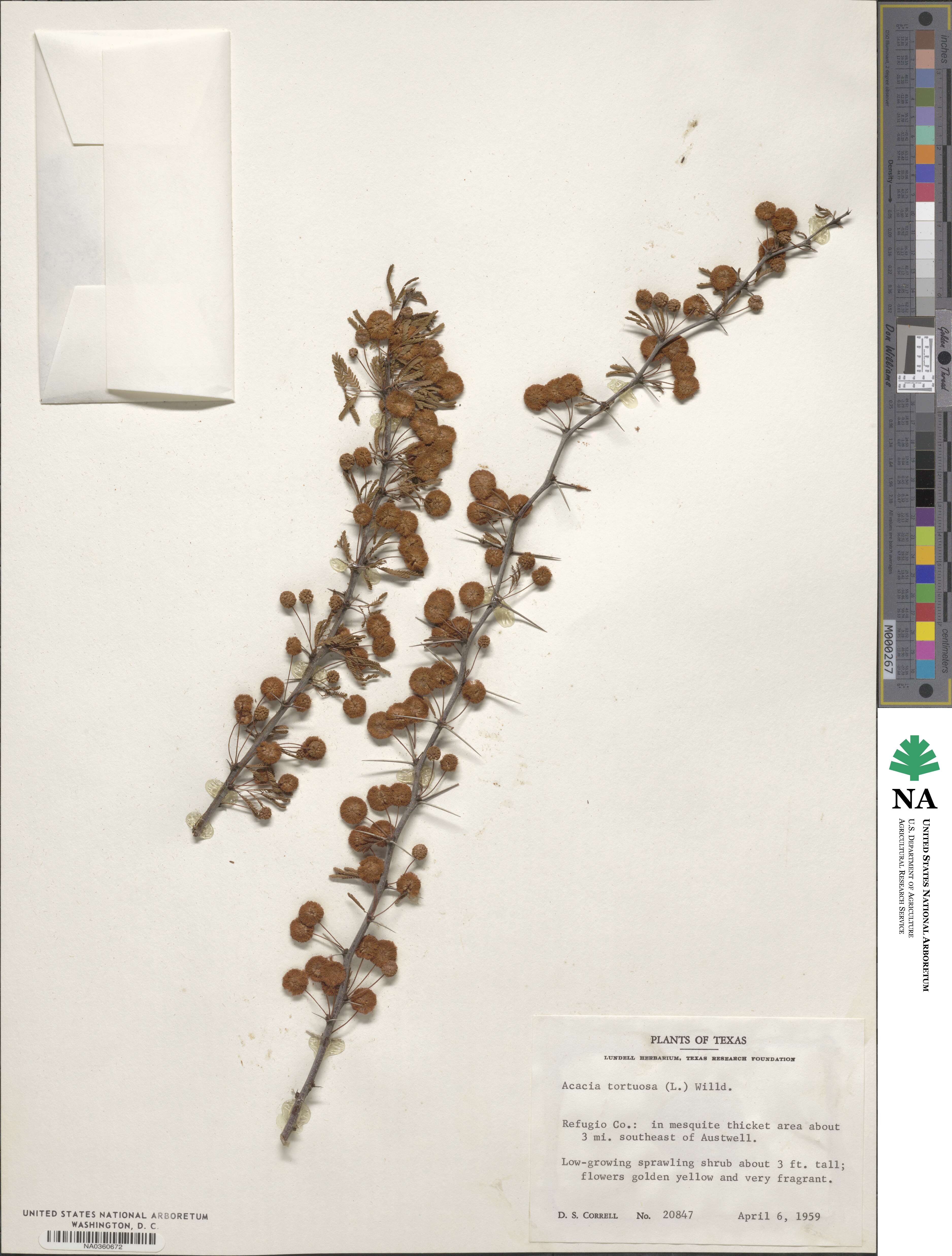 Acacia tortuosa image